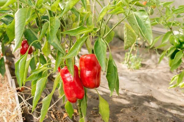 Poivron Rouge Sur Une Plante Jardinage — Photo