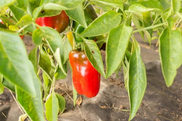 Pimiento Rojo Planta Jardinería — Foto de Stock