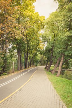 Ormandaki bozuk yol. Bisiklet yolu