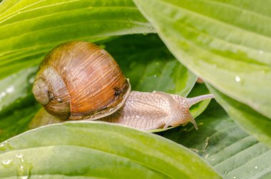 Islak yapraklarda sürünen üzüm salyangozu..