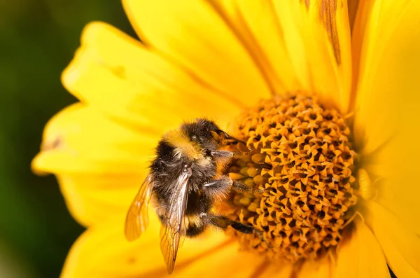 Bestuiving Van Een Gele Bloem Met Een Hommel Zomer — Stockfoto