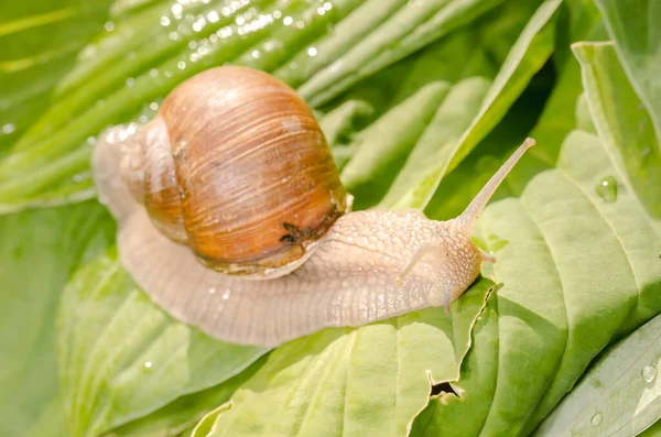 Large Grape Snail Crawling Green Leaves Dew Drops — Stock Photo, Image