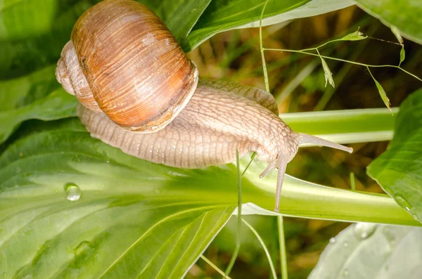 Lumaca Strisciare Una Foglia Verde Giornata Estiva Soleggiata — Foto Stock