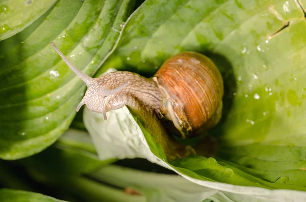 Lumaca Strisciare Una Foglia Verde Giornata Estiva Soleggiata — Foto Stock