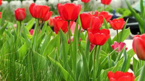 Schöne Naturlandschaft mit blühenden Tulpen / Schöne Wiese. Feldblumen Tulpe. Schöne Naturszene mit blühender Tulpe — Stockvideo