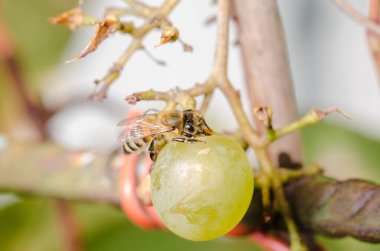 Bahçede olgun üzüm yiyen arılar..