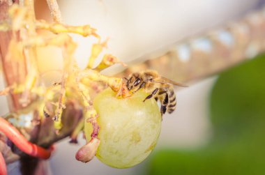 Bahçede olgun üzüm yiyen arılar..