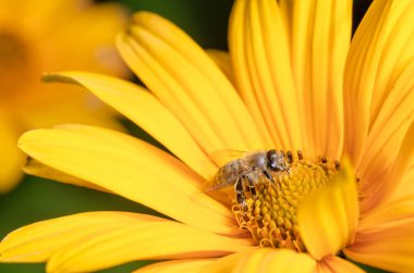 Arı sarı çiçeği döller. Böcekler.