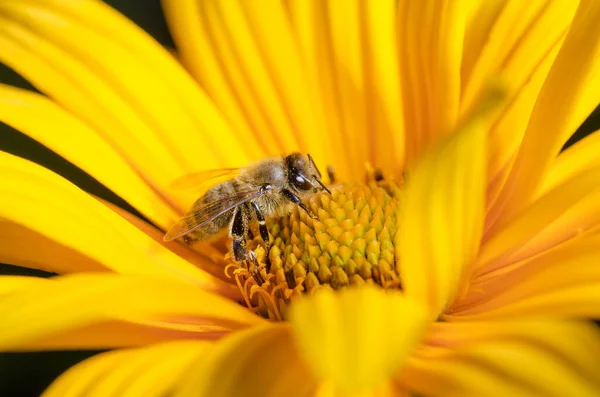 Пчела Опыляет Желтый Цветок Насекомые — стоковое фото