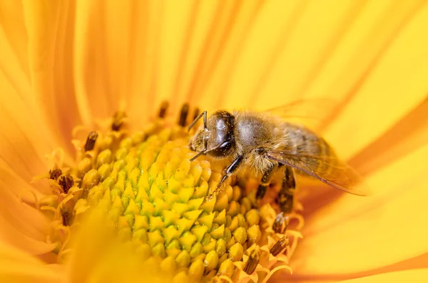 Bee Pollinates Yellow Flower Insects — Stock Photo, Image