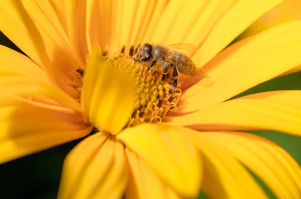Bee Pollinates Beautiful Yellow Flower Summer Bloom — Stock Photo, Image