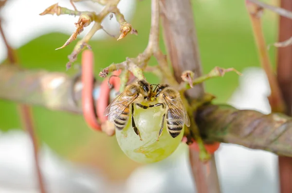 Μέλισσες Τρώνε Ώριμα Πράσινα Σταφύλια Στον Εξωτερικό Κήπο Εικόνα Αρχείου