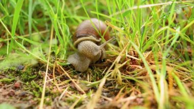 Çimenlerde sürünen salyangoz