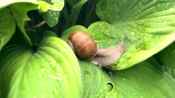 푸른 잎 위를 기어다니는 달팽이 — 비디오
