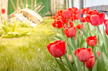 Güneşli bir günde kırmızı lale çayırı. Bahar çiçekleri.