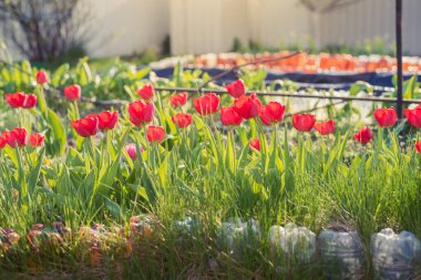 Çiçek açan kırmızı laleler baharda bahçede büyür.