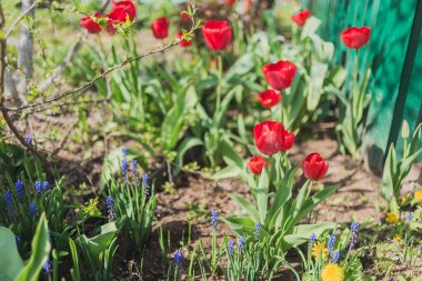 Çiçek açan kırmızı laleler bahçede yetişir. Bahar çiçekleri.