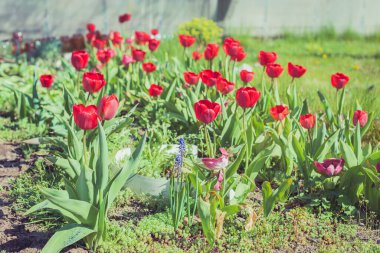 Çiçek açan kırmızı laleler baharda bahçede büyür.