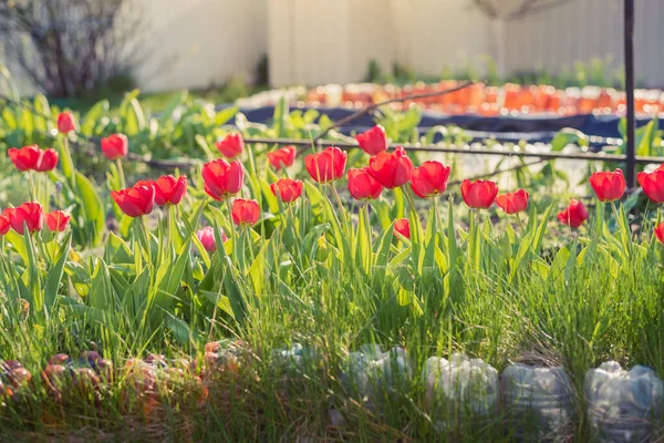 Çiçek açan kırmızı laleler baharda bahçede büyür.