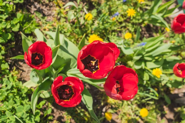 Des Tulipes Rouges Printanières Fleurissent Dans Jardin Vue Dessus — Photo