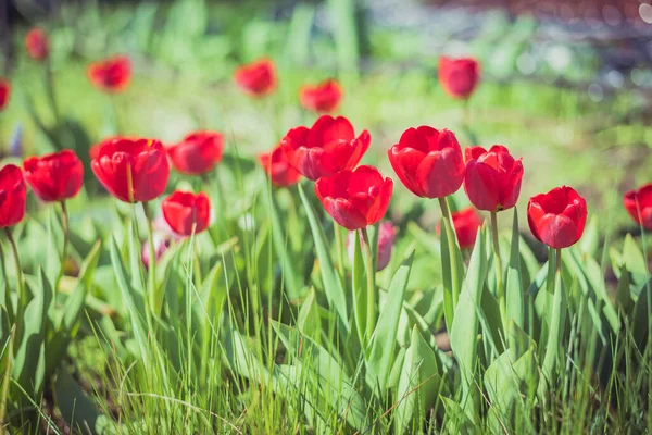 Tulipas Vermelhas Florescentes Crescem Jardim Flores Primavera — Fotografia de Stock