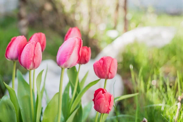 Bunga Tulip Merah Muda Mekar Musim Semi Taman Stok Foto