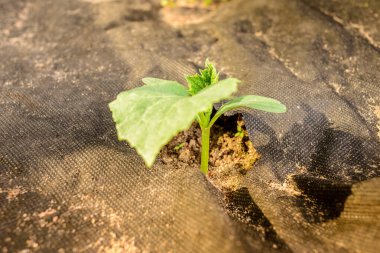 Salatalık filizleri topraktan çıkar..