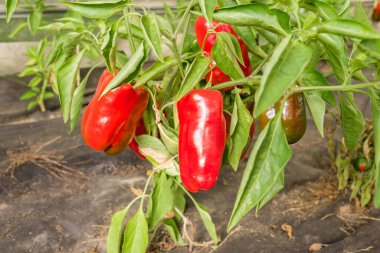 Bitkinin üstünde kırmızı biber. Bahçıvanlık