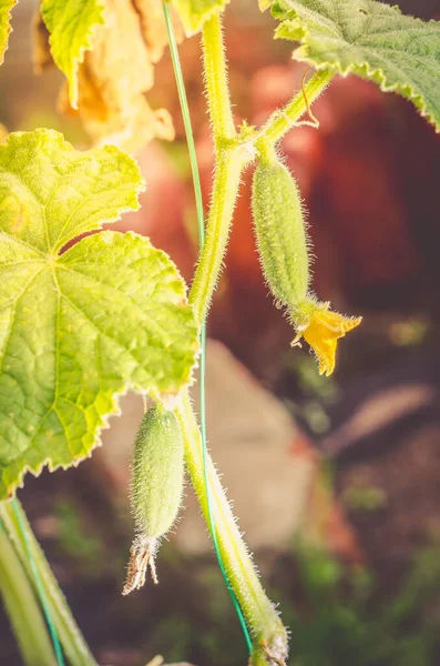 Cucumber flower with fruit grows on the plant. Agriculture in the garden.