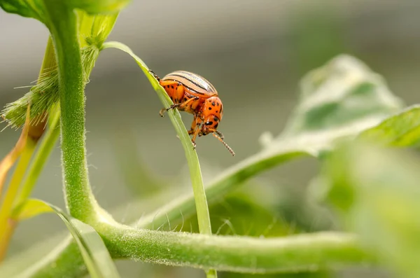 Σκαθάρι Πατάτας Κολοράντο Σέρνεται Ένα Φυτό Επιβλαβές Έντομο — Φωτογραφία Αρχείου