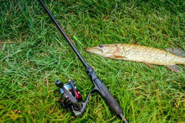Mızrak, elinde bir çubukla çimlerin üzerinde yatıyor. Üst görünüm.
