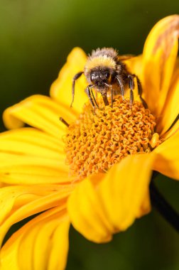 Yaban arısı sarı çiçeği döller. Güneşli bir gün.