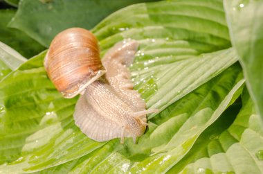 Yeşil yaprakta sürünen bir salyangoz. Güneşli yaz günü.