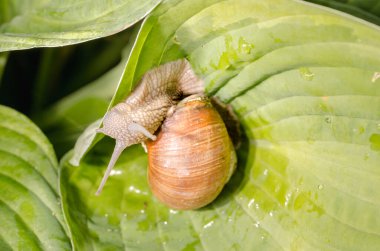 Büyük üzüm salyangozu çiğ damlalarıyla yeşil yaprakların üzerinde sürünüyor..