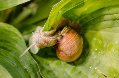 Islak yapraklarda sürünen üzüm salyangozu..