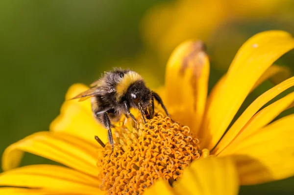 Bumblebee Pollinates Yellow Flower Sunny Day — Stock Photo, Image