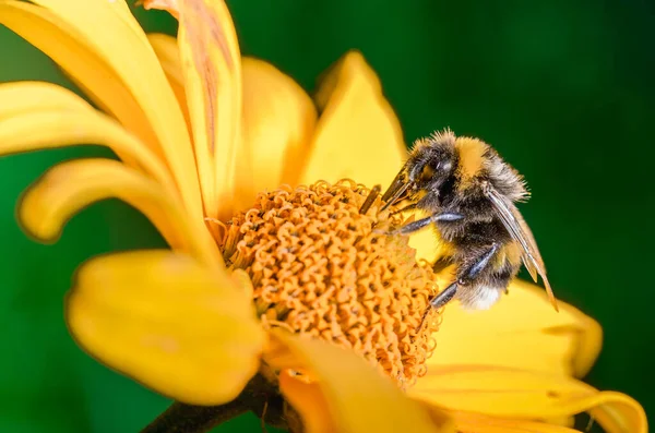 Hommel Bestuift Gele Bloem Zonnige Dag — Stockfoto