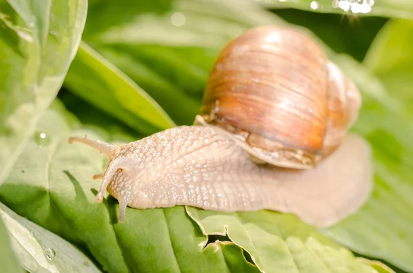 用露珠在绿叶上爬行的大型葡萄蜗牛 — 图库照片