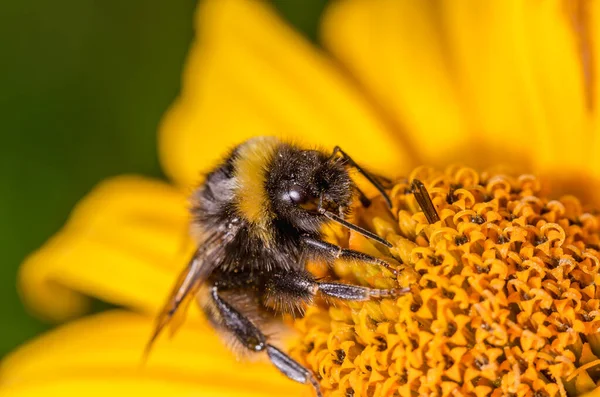 Bumblebee Menyerbuki Bunga Kuning Hari Yang Cerah Stok Foto