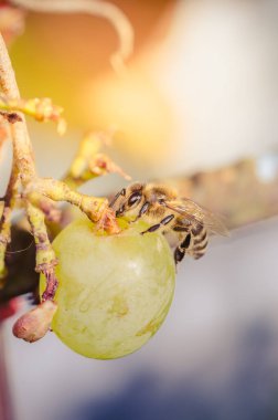 Beyaz kahve ve fındıklı çörek.