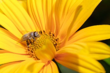 Beyaz kahve ve fındıklı çörek.