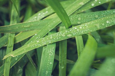 Çiyli yeşil sazlıklar. 