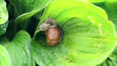 Yeşil yaprakta sürünen bir salyangoz.