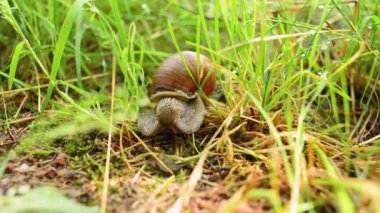 Çimenlerde sürünen salyangoz