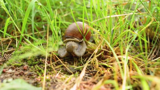 Snigel kryper på gräset — Stockvideo