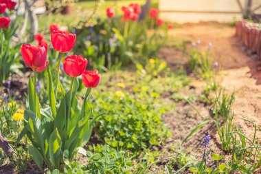 Güneşin ışıldadığı kırmızı laleli güzel doğa sahnesi. Bahar çiçekleri