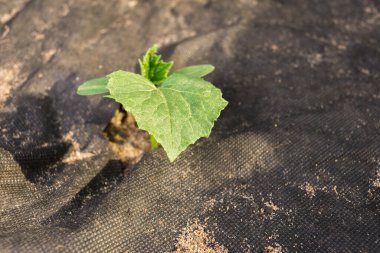 Salatalık filizleri topraktan çıkar. Tarım.