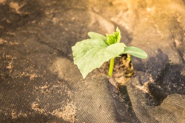 Bitki topraktan çıkar. Üst Manzara. Bahçede tarım
