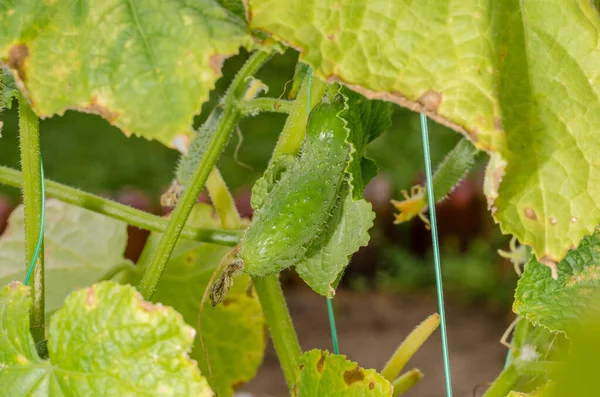 Cucumber grows on the plant. Gardening. Agriculture