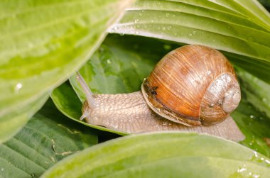 Yeşil yapraklarda sürünen büyük üzüm salyangozu..